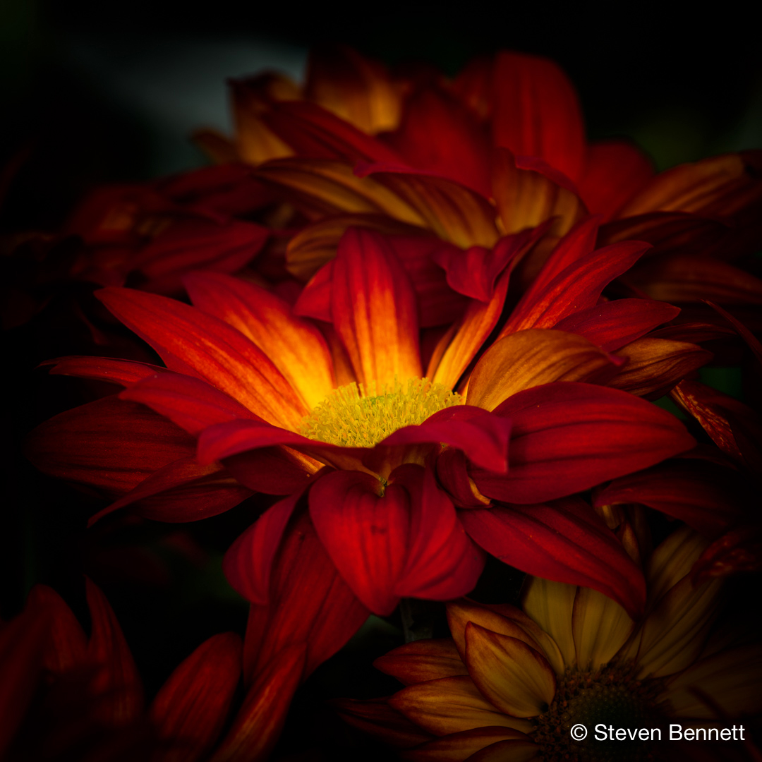 The Magic In A Stranger s Heart Pandemic Lens